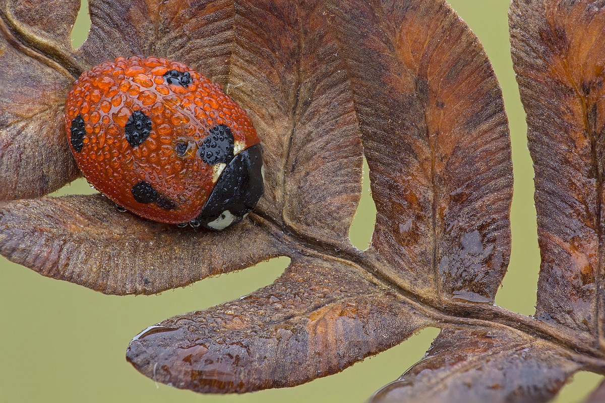 Божья коровка